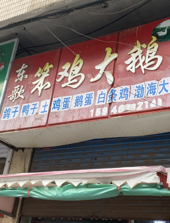 东歌笨鸡大鹅的图标