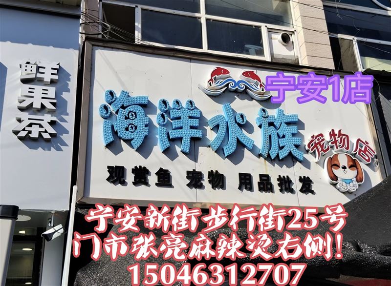 海洋水族宠物店