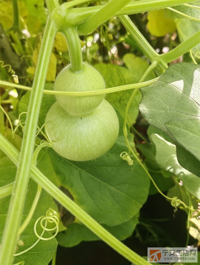 B证，驾龄15年，寻找一个开车的活，能干到年前的，有意的老板联系18245377017