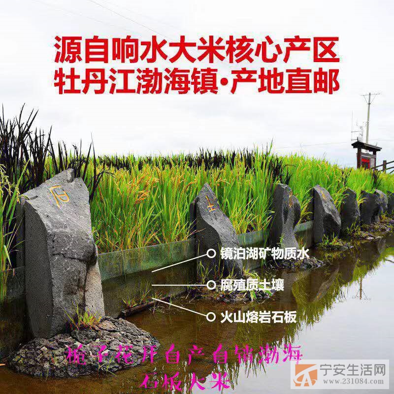 火山岩石板大米