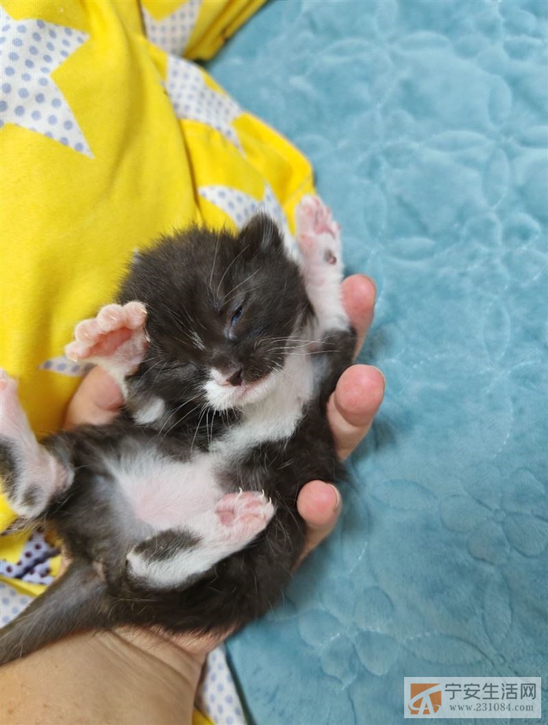 猫领养