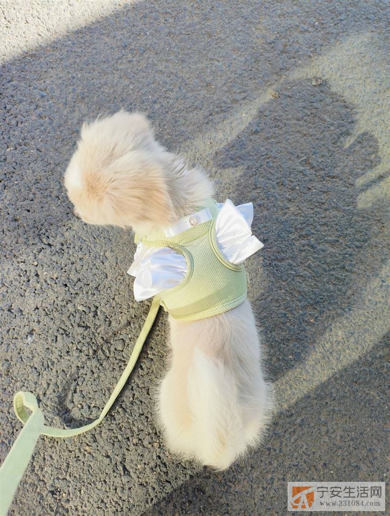 蝴蝶犬 想给他找个好人家