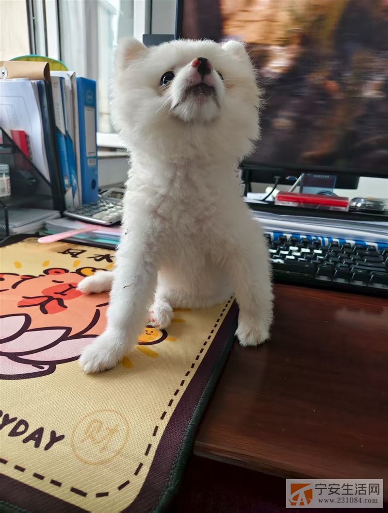 出售博美妹妹一只